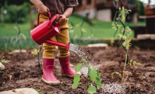 Little boy pours water in soil of the garden